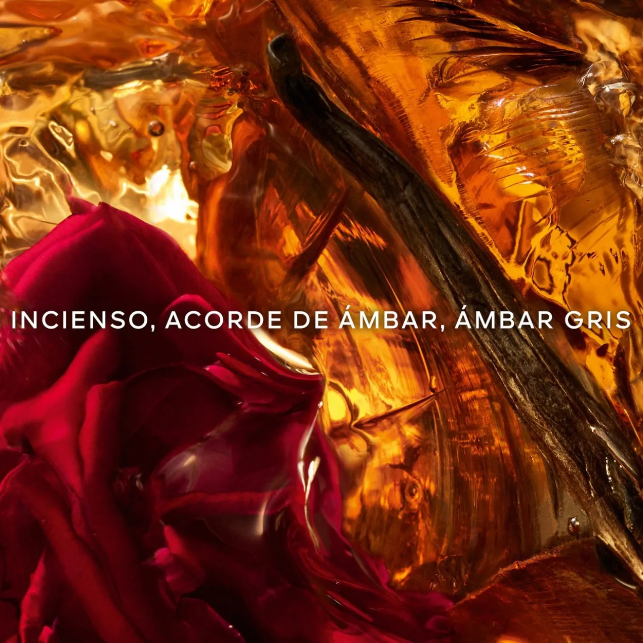 Absolus Allegoria Cuir Intense Eau de Parfum