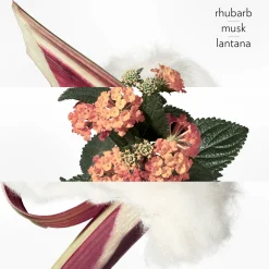 Eau de rhubarbe Écarlate Eau de Cologne