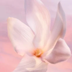 La vie est belle Vanille Nude Eau de Parfum
