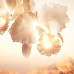 Orchidée Impériale Gold Nobile Sérum