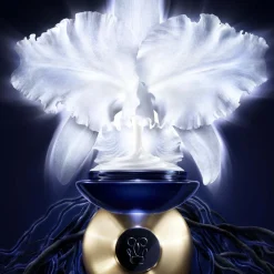 Orchidée Impériale La Crème