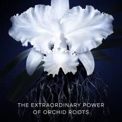 Orchidée Impériale La Crème
