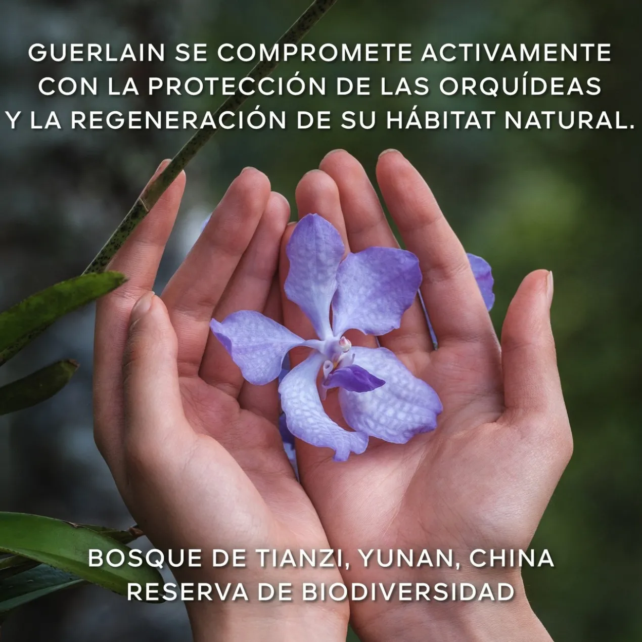 Orchidée Impériale La Crème de Longévité