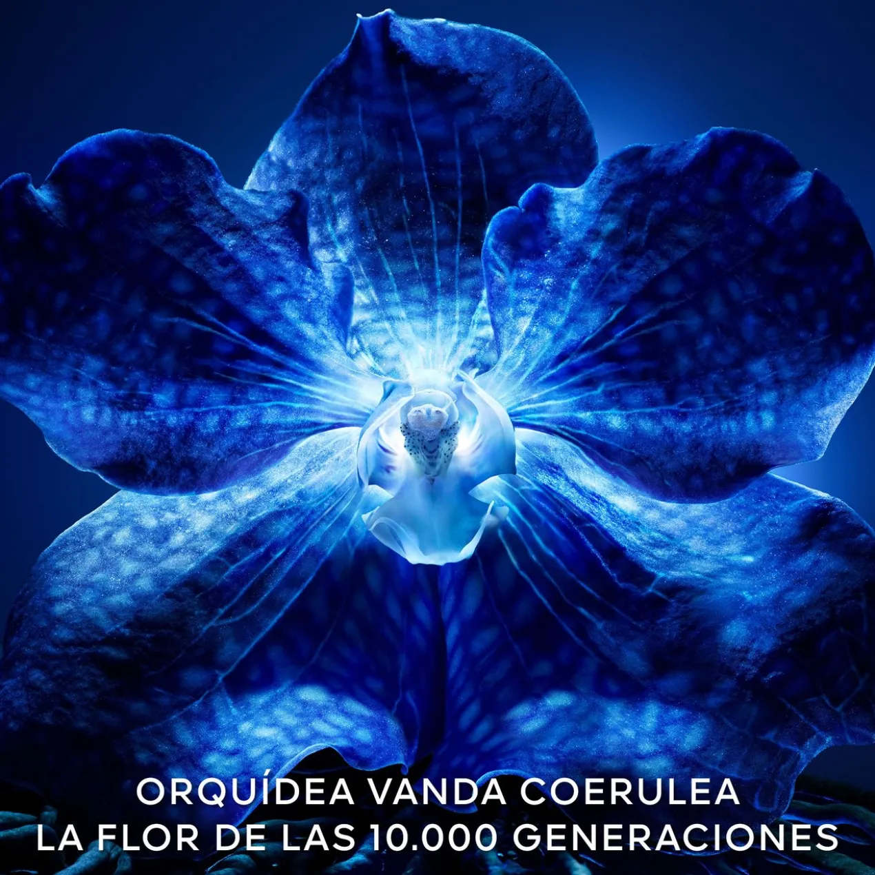 Orchidée Impériale La Crème de Longévité