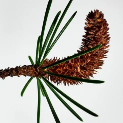Solo Loewe Cèdre Eau de Toilette
