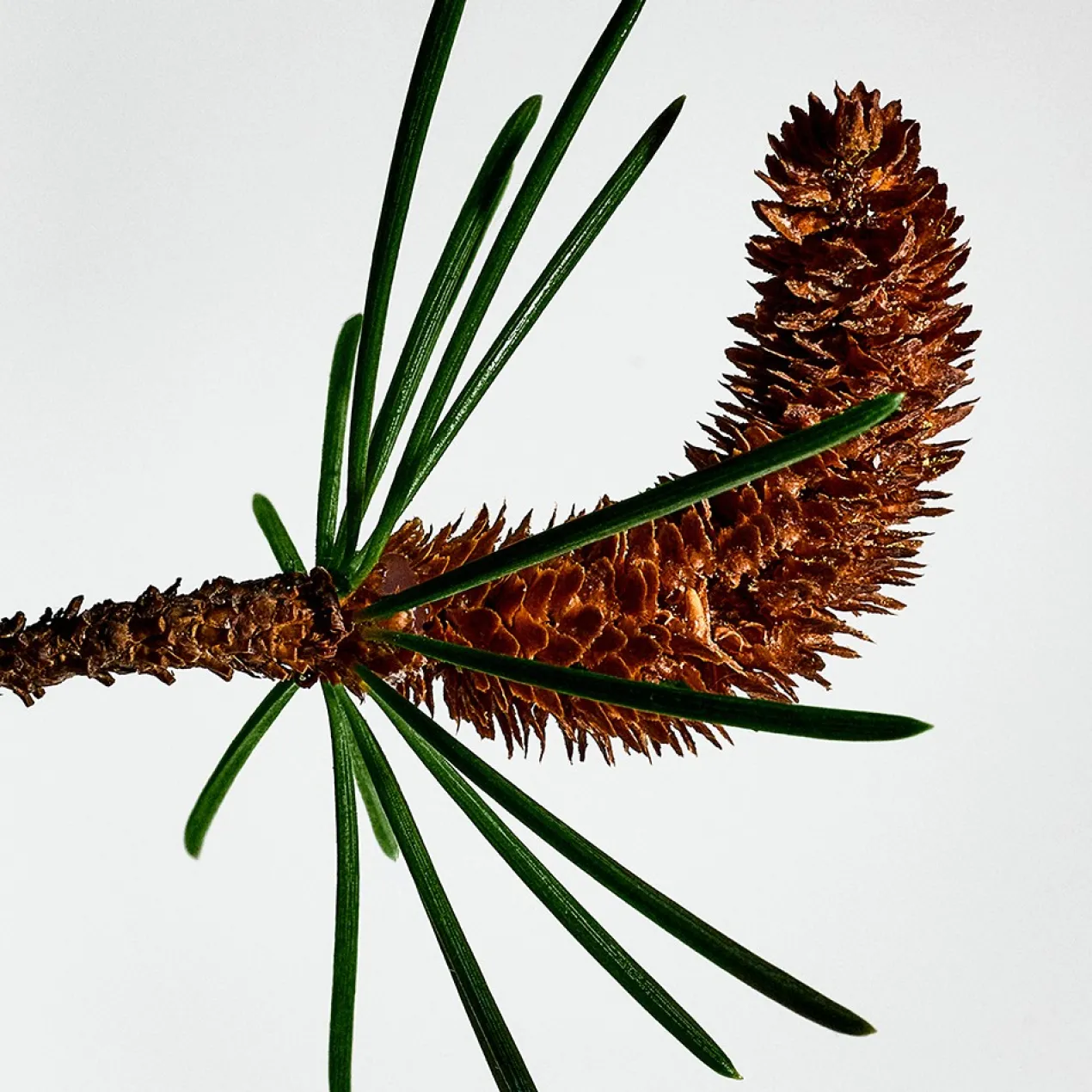 Solo Loewe Cèdre Eau de Toilette