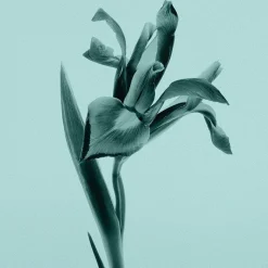 Tiffany Eau de Parfum