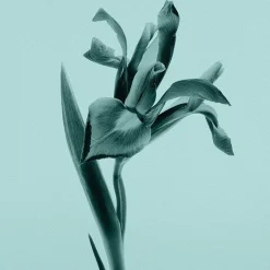 Tiffany Eau de Parfum